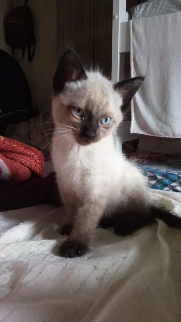 Gato raça Sem raça idade 2 a 6 meses nome Sem nome