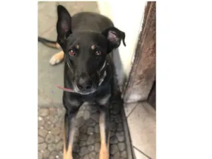 Cachorro raça viralata idade 5 anos nome Luna