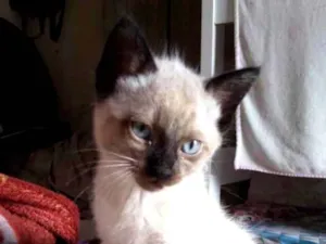 Gato raça Sem raça idade 2 a 6 meses nome Sem nome