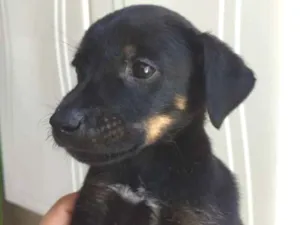 Cachorro raça Sem raça definida idade Abaixo de 2 meses nome Sem nome