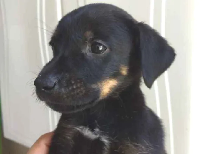 Cachorro ra a Sem raça definida idade Abaixo de 2 meses nome Sem nome