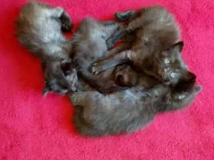 Gato raça Indefinida idade Abaixo de 2 meses nome Sem nome