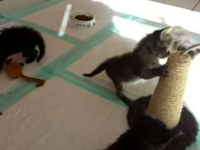 Gato raça Indefinida idade Abaixo de 2 meses nome Sem nome