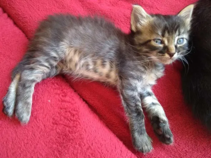 Gato raça Indefinida idade Abaixo de 2 meses nome Sem nome