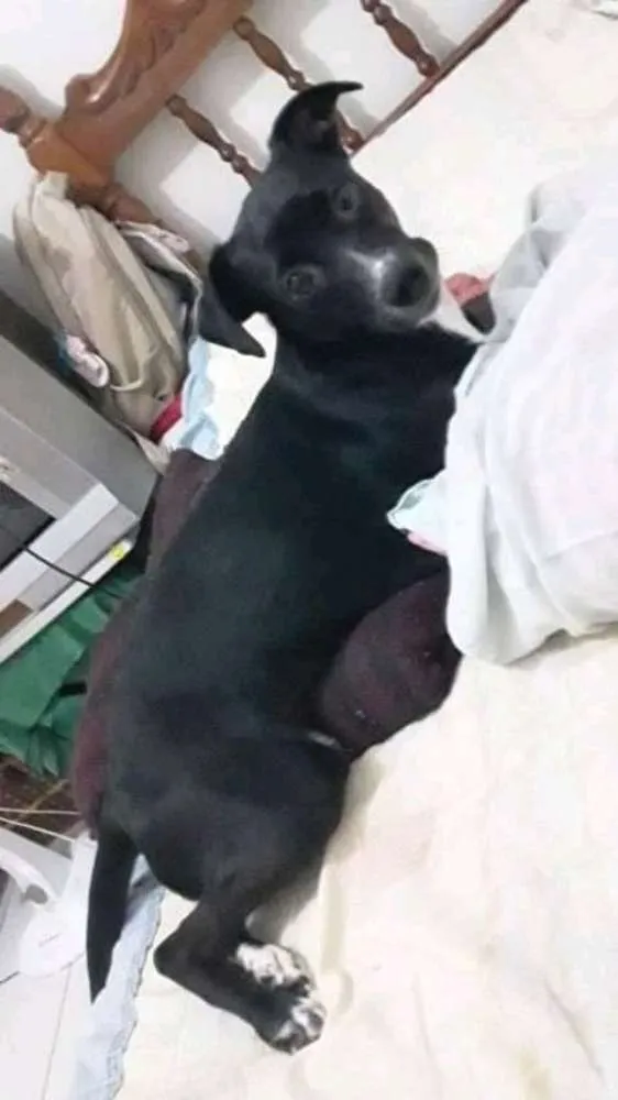 Cachorro ra a Vira-lata  idade  nome Dalila 