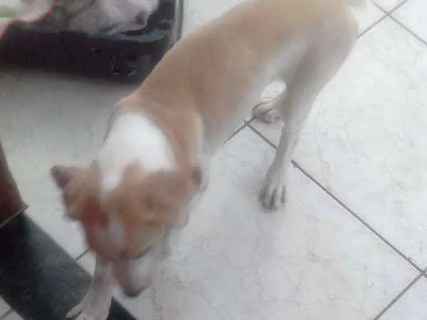 Cachorro ra a RND idade 2 a 6 meses nome Akira