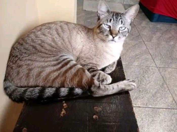 Gato ra a Vira-lata  idade 5 anos nome Frank
