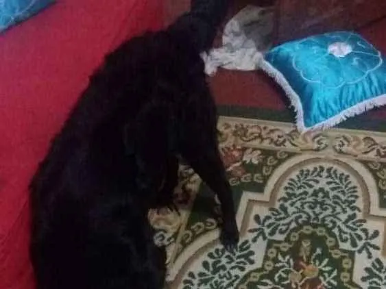 Cachorro raça Mestiço  idade 2 a 6 meses nome Doli