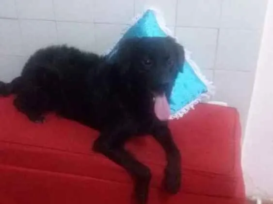 Cachorro raça Mestiço  idade 2 a 6 meses nome Doli