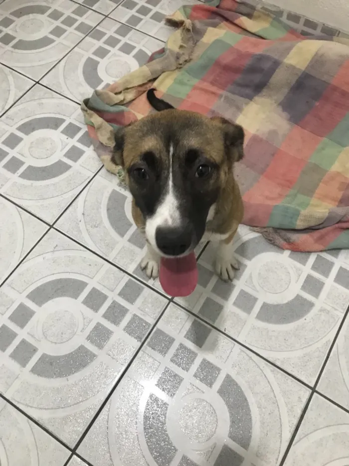Cachorro ra a Srd idade 2 a 6 meses nome Nina e Pitty
