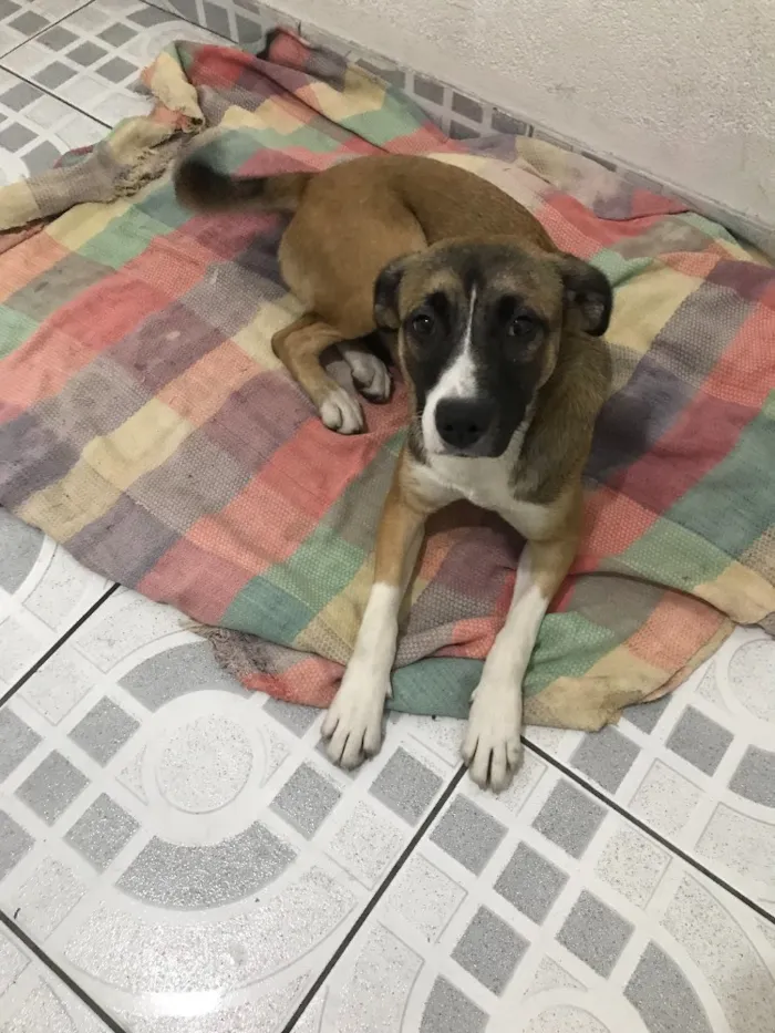 Cachorro ra a Srd idade 2 a 6 meses nome Nina e Pitty