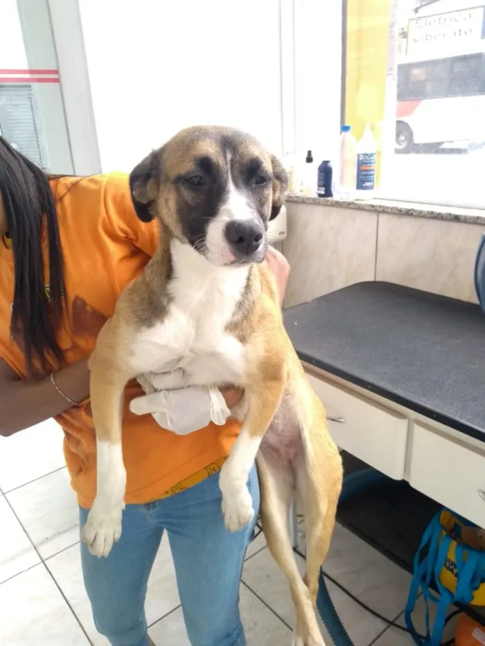 Cachorro ra a Srd idade 2 a 6 meses nome Nina e Pitty