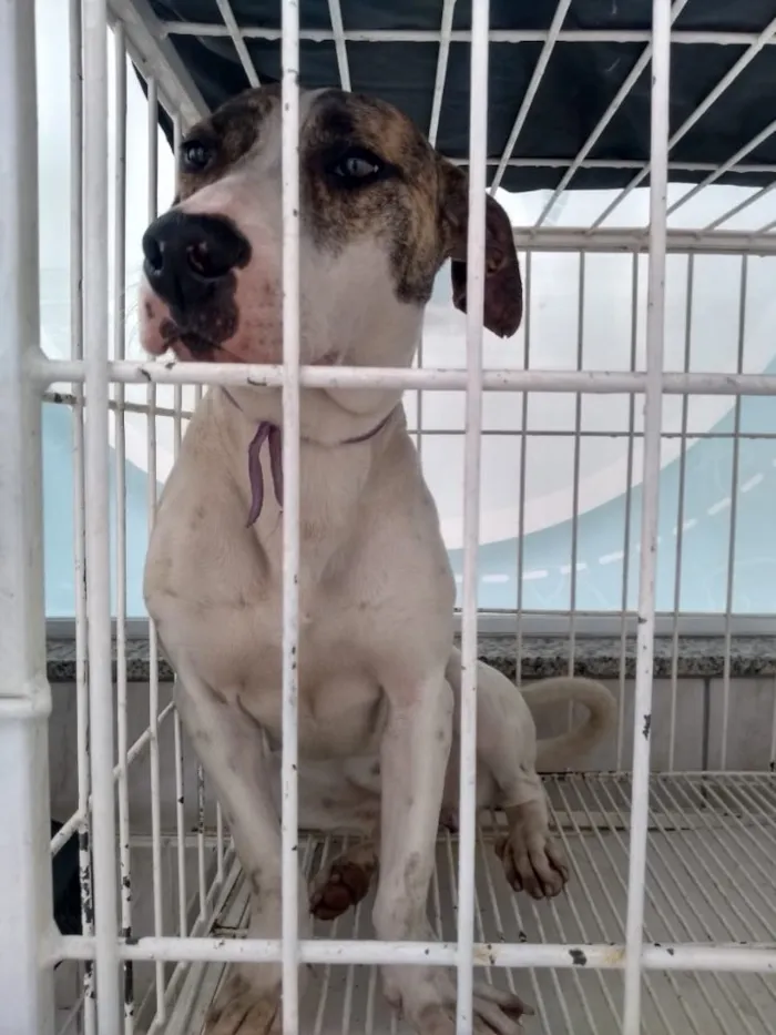 Cachorro ra a Srd idade 2 a 6 meses nome Nina e Pitty