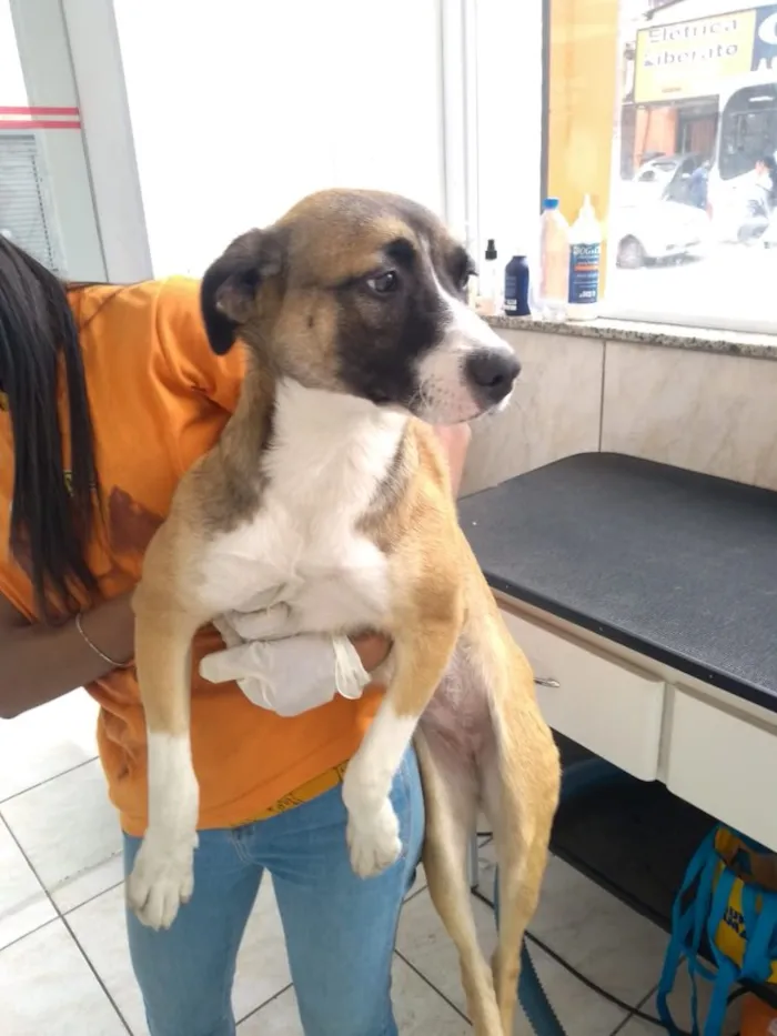 Cachorro ra a Srd idade 2 a 6 meses nome Nina e Pitty