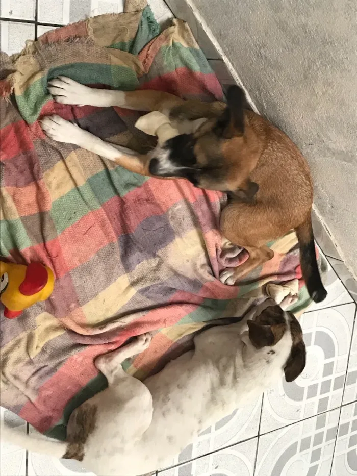 Cachorro ra a Srd idade 2 a 6 meses nome Nina e Pitty
