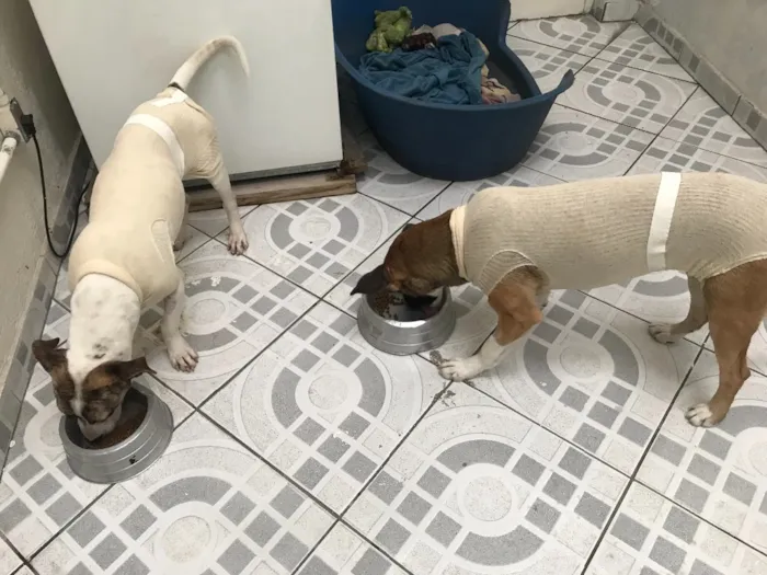 Cachorro ra a Srd idade 2 a 6 meses nome Nina e Pitty