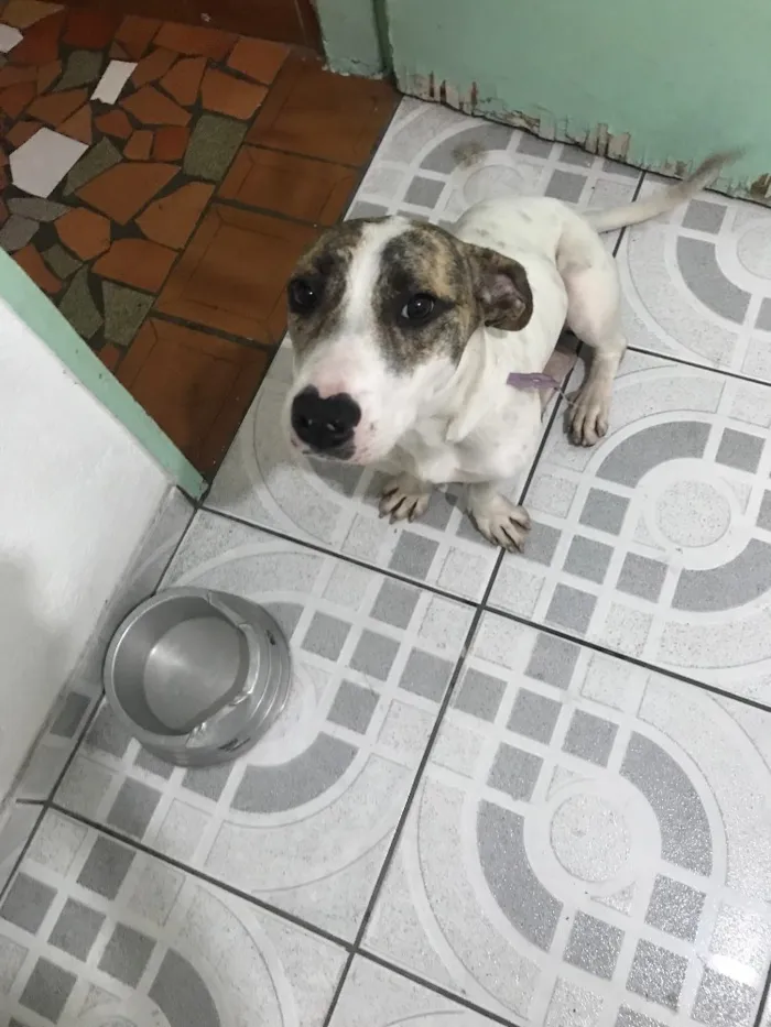 Cachorro ra a Srd  idade 2 a 6 meses nome Pitty
