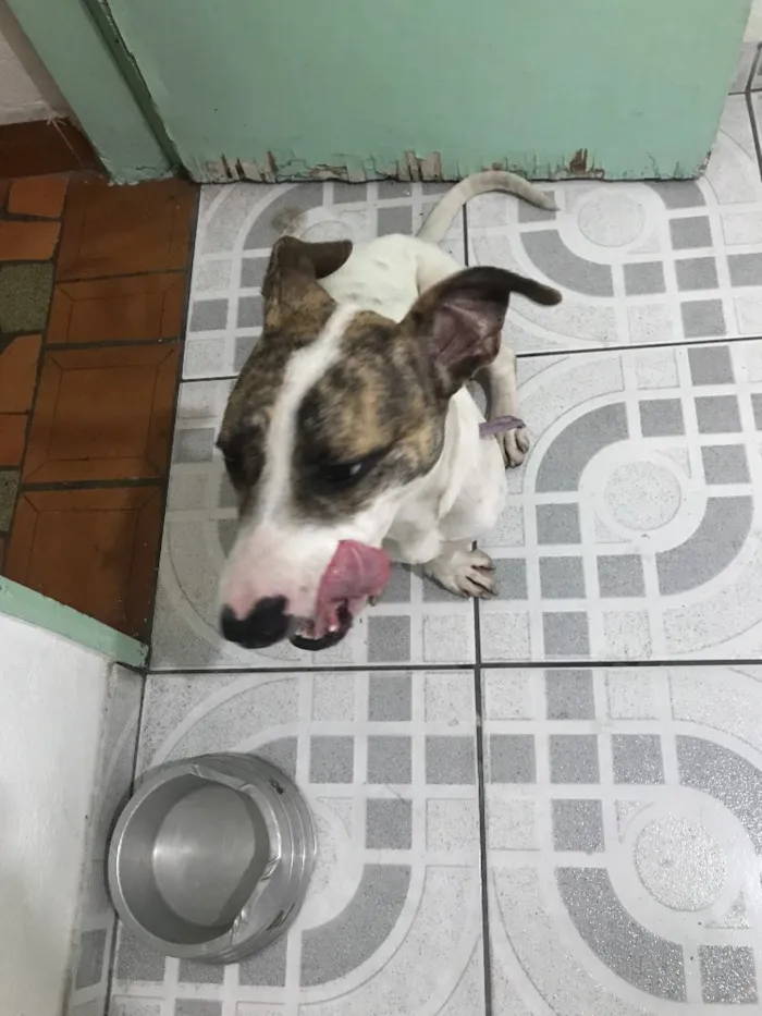 Cachorro ra a Srd  idade 2 a 6 meses nome Pitty