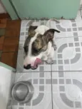 Pitty