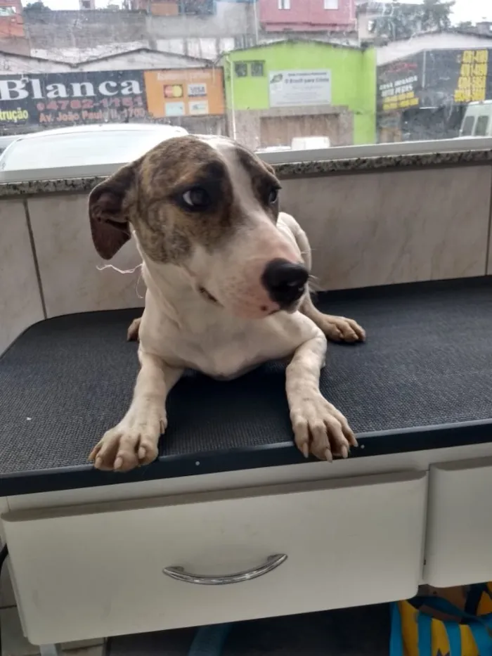 Cachorro ra a Srd  idade 2 a 6 meses nome Pitty