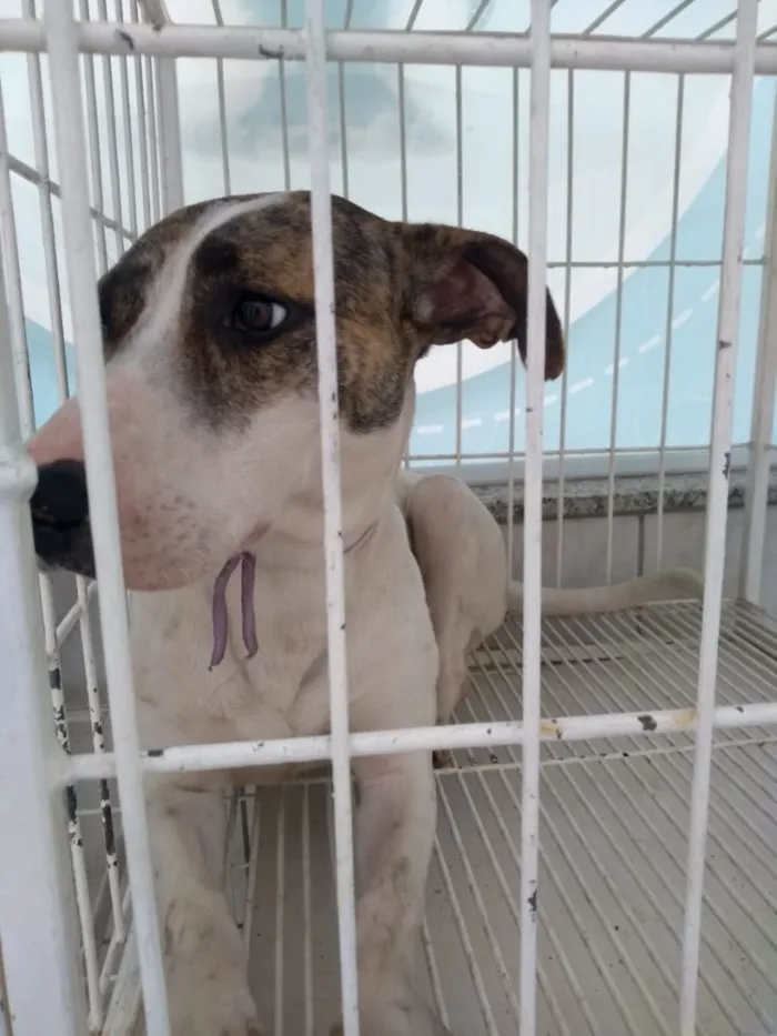 Cachorro ra a Srd  idade 2 a 6 meses nome Pitty