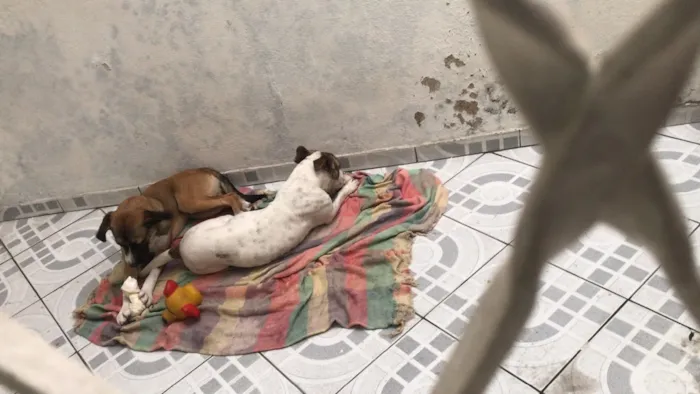 Cachorro ra a Srd  idade 2 a 6 meses nome Pitty