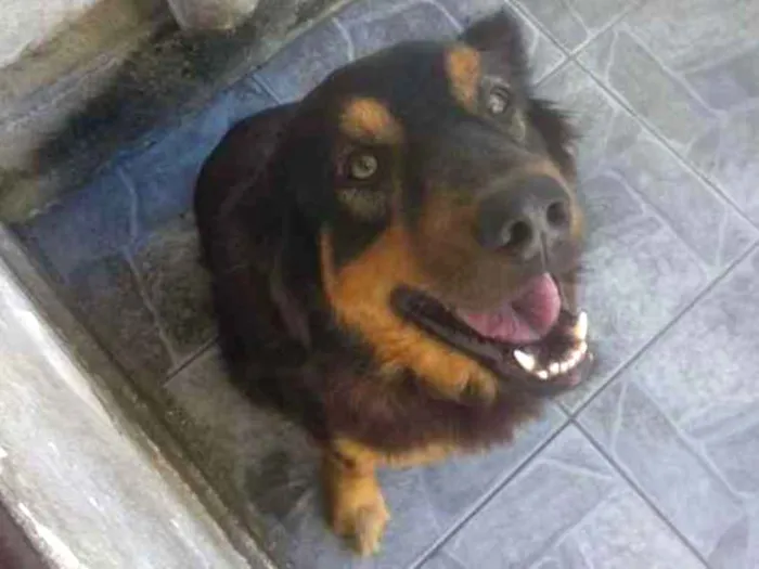 Cachorro ra a Labrador misturado com retrive idade 2 anos nome Charles
