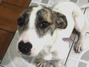 Cachorro raça Srd  idade 2 a 6 meses nome Pitty