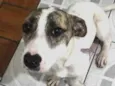 Pitty