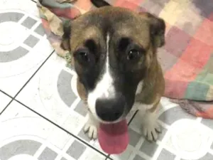 Cachorro raça Srd idade 2 a 6 meses nome Nina e Pitty