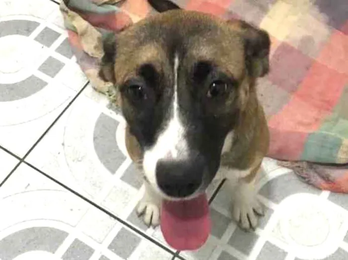 Cachorro ra a Srd idade 2 a 6 meses nome Nina e Pitty