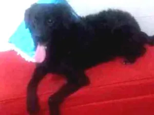 Cachorro raça Mestiço  idade 2 a 6 meses nome Doli