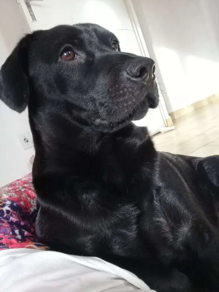 Cachorro ra a  labrador com chau chau idade 2 anos nome Oly