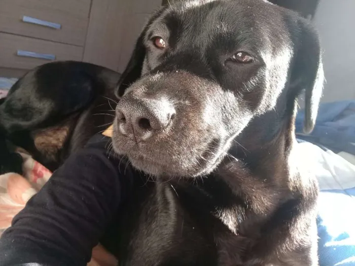 Cachorro ra a  labrador com chau chau idade 2 anos nome Oly