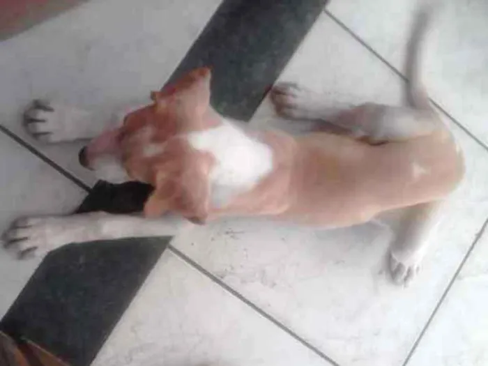 Cachorro ra a RND idade 2 a 6 meses nome Akira