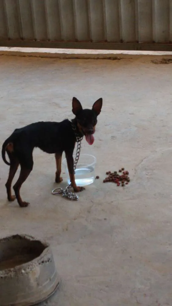 Cachorro raça Pincher idade  nome Ainda sem nome 