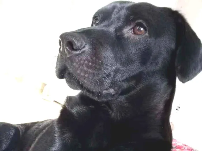 Cachorro ra a  labrador com chau chau idade 2 anos nome Oly