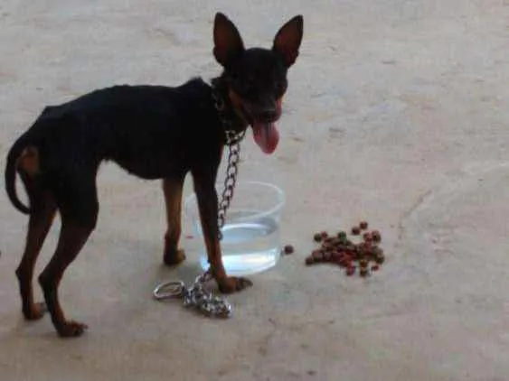 Cachorro raça Pincher idade  nome Ainda sem nome 