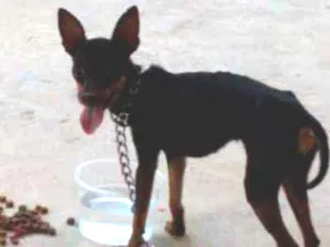 Cachorro raça Pincher idade  nome Ainda sem nome 