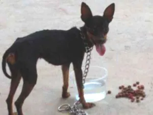 Cachorro raça Pincher idade  nome Ainda sem nome 