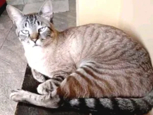 Gato raça Vira-lata  idade 5 anos nome Frank