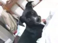 Dalila 