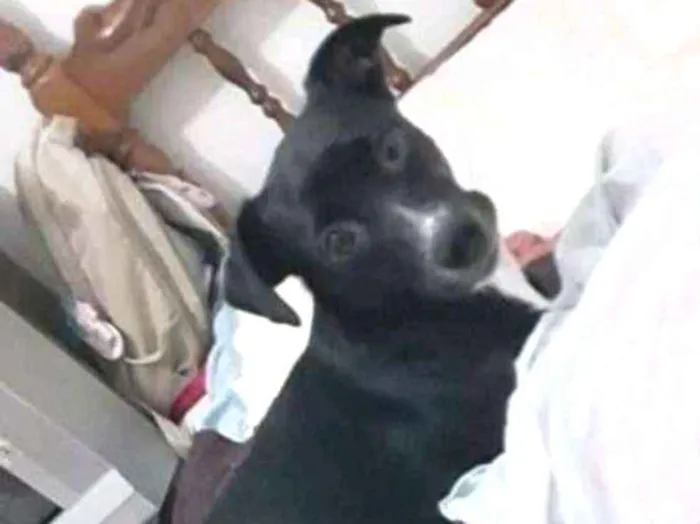 Cachorro ra a Vira-lata  idade  nome Dalila 