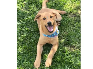 Cachorro raça Sem raça definida idade 2 a 6 meses nome SOFIA