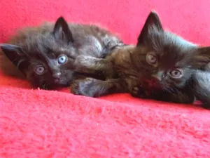 Gato raça Indefinida idade Abaixo de 2 meses nome Sem nome