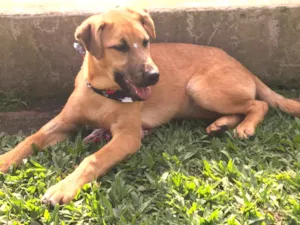 Cachorro raça Sem Raça Definida  idade 2 a 6 meses nome MOLLY 
