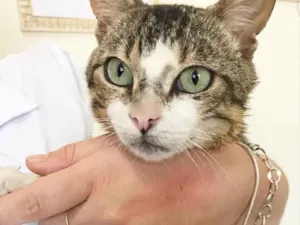 Gato raça Sem raça definida idade 2 anos nome LORD