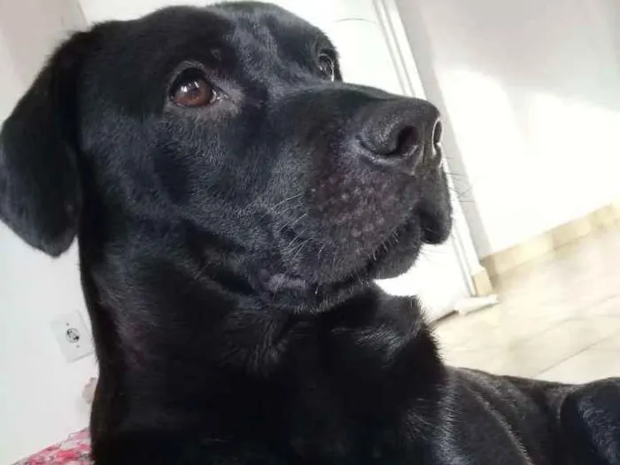 Cachorro ra a  labrador com chau chau idade 2 anos nome Oly