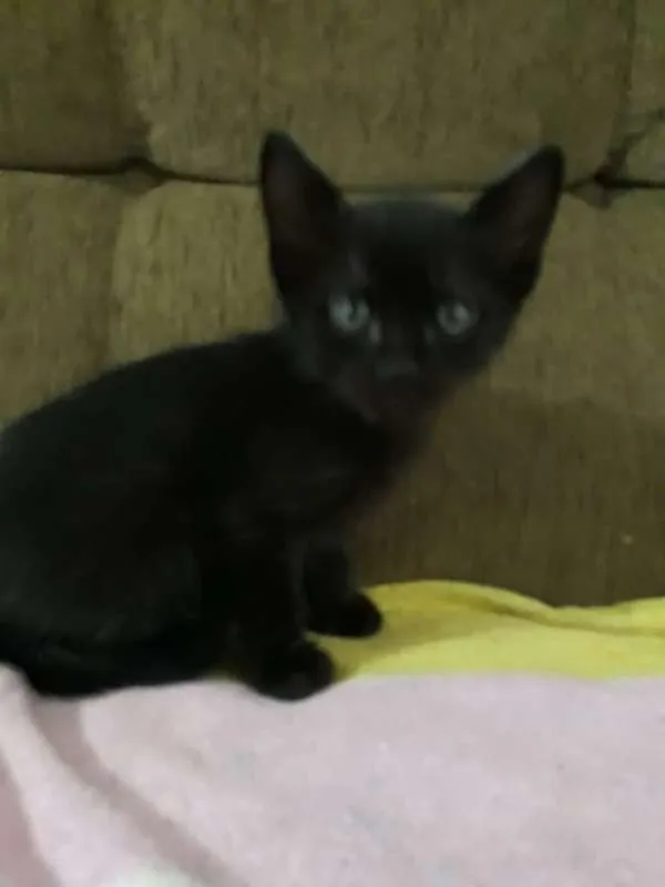 Gato raça SRD idade Abaixo de 2 meses nome Sem nome