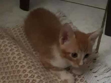 Gato raça SRD idade Abaixo de 2 meses nome Sem nome